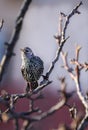 European starling on a branch Royalty Free Stock Photo