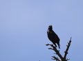 European Starling on a branch Royalty Free Stock Photo