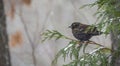 European starling on branch Royalty Free Stock Photo