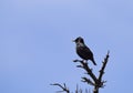 European Starling on a branch Royalty Free Stock Photo