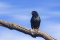 European Starling on a branch Royalty Free Stock Photo