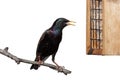 European Starling