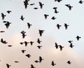 European Starling flock flying in the sky