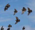 European Starling flock flying in the sky Royalty Free Stock Photo