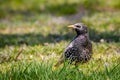 European Starling in grass