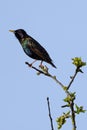 European Starling Maryland perched on a thin branch of a tree with small buds sprouting.