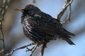 European Starling Muted Blue Sky Background