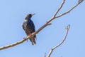 European Starling Perched On A Branch Royalty Free Stock Photo