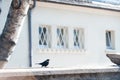 European starling Perched busk on warm spring sunlight.