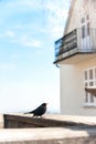 European starling Perched busk on warm spring sunlight.