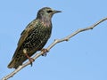 European Starling Royalty Free Stock Photo