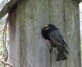 European Starling Perched on Tree Branch Looking Away Royalty Free Stock Photo