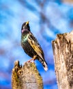 European Starling Perches on a Tree Stump