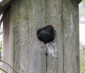European Starling Poking Head Out From Bird House