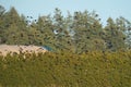 European Starling, red winged blackbird and brewer`s blackbird flock flying in the sky