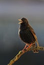 European Starling singing Royalty Free Stock Photo