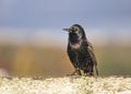 European starling sitting on a fence Royalty Free Stock Photo