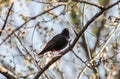 European Starling on Tree Branch Looking Up Royalty Free Stock Photo