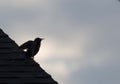 European Starling Stretching Her Wings on a Suburban Roof Pre-Dawn