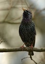 European Starling (Sturnus vulgaris)