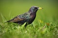 European Starling, Sturnus vulgaris, in beautiful plumage walking in green grass