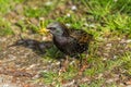 European Starling, Sturnus vulgaris, dark bird Royalty Free Stock Photo