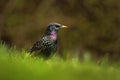 European Starling, Sturnus vulgaris, dark bird in beautiful plumage walking in green grass, animal in the nature habitat, spring,