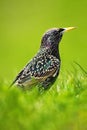 European Starling, Sturnus vulgaris, dark bird in beautiful plumage walking in green grass, animal in the nature habitat, spring, Royalty Free Stock Photo