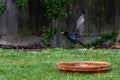 European starling, sturnus vulgaris, in flight wet from bird bath Royalty Free Stock Photo