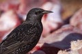 European starling - Sturnus vulgaris