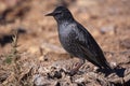 European starling - Sturnus vulgaris