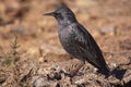 European starling - Sturnus vulgaris