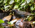European Starling, Sturnus vulgaris, by my garden stream Royalty Free Stock Photo