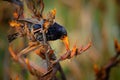 European Starling - Sturnus vulgaris pollinating the australian flowers. European bird introduced to Australia, New Zealand, South Royalty Free Stock Photo