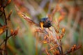 European Starling - Sturnus vulgaris pollinating the australian flowers. European bird introduced to Australia, New Zealand, South Royalty Free Stock Photo