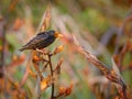 European Starling - Sturnus vulgaris pollinating the australian flowers. European bird introduced to Australia, New Zealand, South Royalty Free Stock Photo