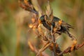 European Starling - Sturnus vulgaris pollinating the australian flowers. European bird introduced to Australia, New Zealand, South Royalty Free Stock Photo