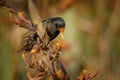 European Starling - Sturnus vulgaris pollinating the australian flowers. European bird introduced to Australia, New Zealand, South Royalty Free Stock Photo