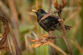 European Starling - Sturnus vulgaris pollinating the australian flowers. European bird introduced to Australia, New Zealand, South Royalty Free Stock Photo