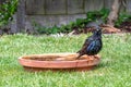 European starling, sturnus vulgaris, washing in a bird bath Royalty Free Stock Photo