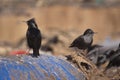 European starling - Sturnus vulgaris in a trash