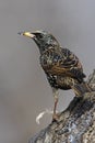 European Starling (Sturnus vulgaris vulgaris) Royalty Free Stock Photo