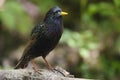 European Starling (Sturnus vulgaris vulgaris) Royalty Free Stock Photo