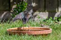 European starling, sturnus vulgaris, stepping out of a bird bath Royalty Free Stock Photo