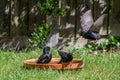 European starling, sturnus vulgaris, washing in a bird bath, one with outstretched wings Royalty Free Stock Photo
