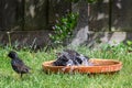 Two European starling, sturnus vulgaris, washing in a bird bath Royalty Free Stock Photo