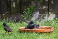 Two European starling, sturnus vulgaris, washing in a bird bath Royalty Free Stock Photo