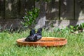 Two European starling, sturnus vulgaris, washing in a bird bath Royalty Free Stock Photo