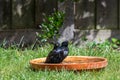 European starling, sturnus vulgaris, with wet feathers, pausing whilst washing in a bird bath Royalty Free Stock Photo