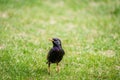 European Starling walking on the grass Royalty Free Stock Photo